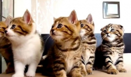 猫猫视频,跟随猫猫视频探索宠物世界的奥秘